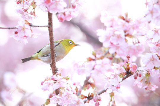 風景 鳥 きれい 明るい 昼 春 日本 和風 のストック写真 ロイヤリティフリーの画像 ベクター イラスト Adobe Stock 風景 鳥 きれい 明るい 昼 春 日本 和風 のストック写真 ロイヤリティフリーの画像 ベクター イラスト Adobe Stock