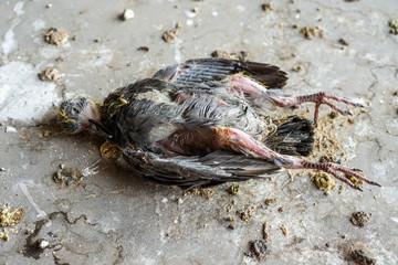 crab on the beach