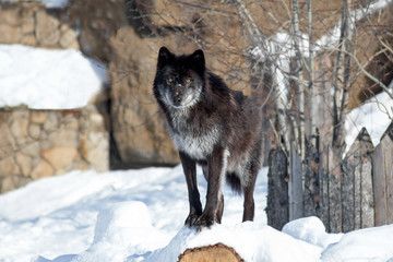Black canadian wolf is looking at the camera. Canis lupus pambasileus.