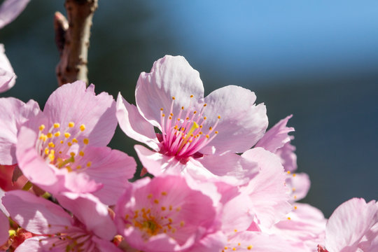 Sakura flovers