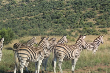 Pictures Taken in Pilannesberg