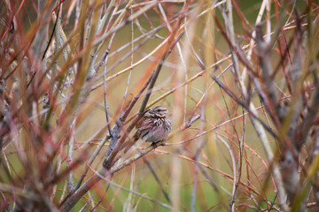 Horizontal portrait of a cute sparrow perched on bare branches in the middle of a common dogwood shrub in early spring, Quebec City, Quebec, Canada