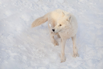 Wild alaskan tundra wolf is standing on a white snow. Canis lupus arctos. Polar wolf or white wolf.