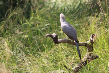 Pictures Taken in Pilannesberg