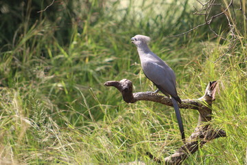 Pictures Taken in Pilannesberg