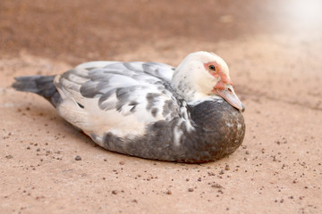 Ducks are living naturally.