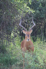 Pictures Taken in Pilannesberg