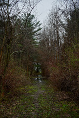 Flooded trail in woods