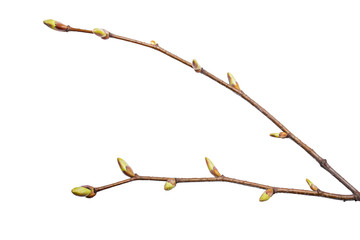 Tree branch isolated on white background. Clipping path