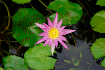 pink water lily in pond