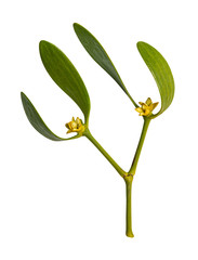 Obraz premium Mistletoe isolated on white background. Clipping path