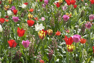 Fototapeta premium Keukenhof