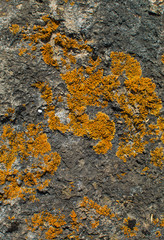 The texture of stone and lichen. Background image
