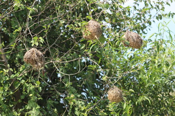 Pilannesberg pictures