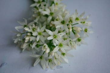 ramson inflorescences with white flowers on a white background with dew drops