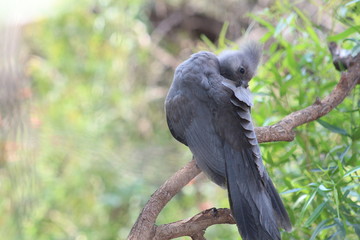 Pilannesberg pictures