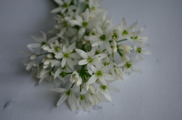 ramson inflorescences with white flowers on a white background with dew drops