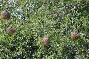 Pilannesberg pictures