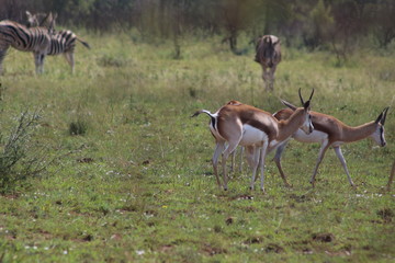 Naklejka premium Pilannesberg pictures