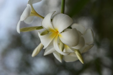 Obraz premium Beautiful Colorful Flowers Blooming Plumeria Flower Blooming Green Leaf Bright