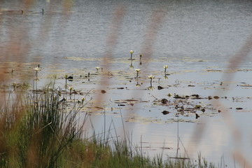 Pilannesberg pictures