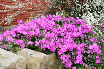 Fototapeta premium Phlox subulata / Polsterphlox / Phlox