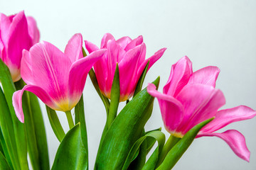 Bouquet of pink tulips on white background 
