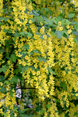 Laburnum - Goldregen - Bohnenbaum - Goldrausch - Gelbstrauch