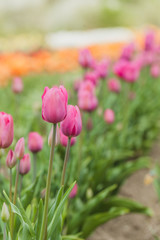 tulips field agriculture holland