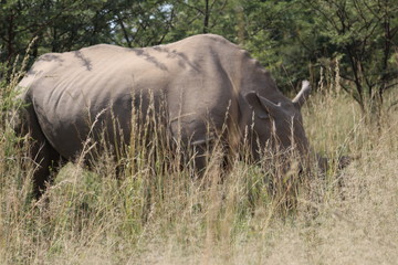 Obraz premium Pilannesberg pictures