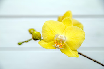 A branch of yellow orchids on a white wooden background 