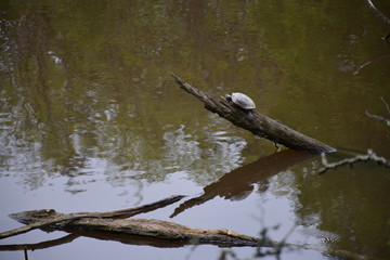 La Chapelle-sur-Erdre - La vallée du Gesvres - Tortue