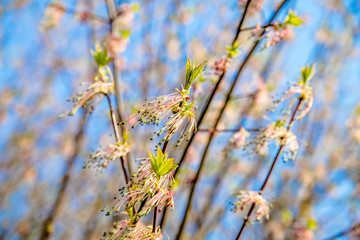 Blossoming Bushes in the early spring on a background of blue sky 