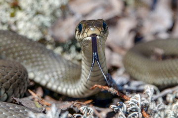 beach snake on a beautiful warm spring day