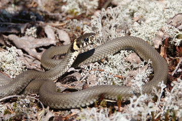 beach snake on a beautiful warm spring day