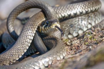 beach snake on a beautiful warm spring day