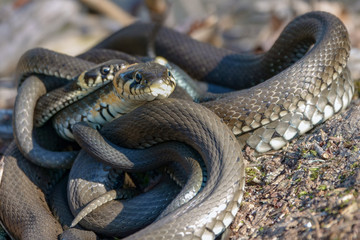 beach snake on a beautiful warm spring day