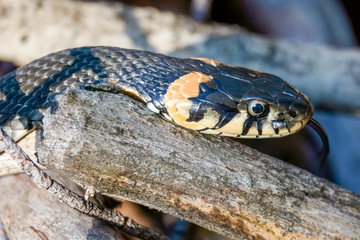 beach snake on a beautiful warm spring day