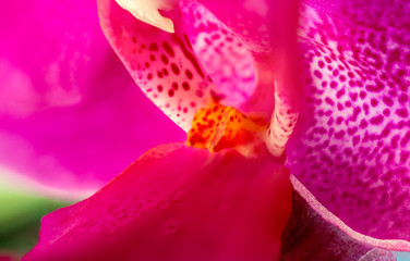 Doritaenopsis Queen Beer Mutation