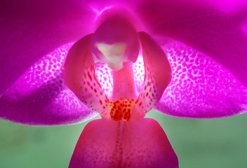 Doritaenopsis Queen Beer Mutation