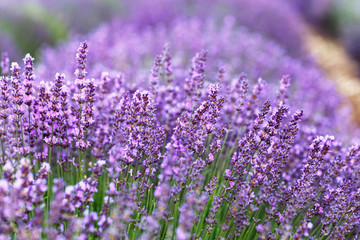Naklejka premium Bush of blooming Lavender flowers in Provence, France.
