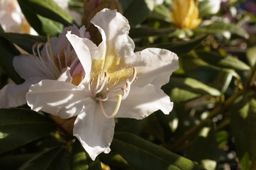 Azalee,Azalea indica or Rhododendron simsii,weiß,flower
