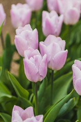 tulips field agriculture holland