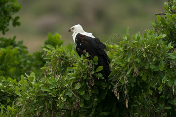 Pygargue vocifère,.Haliaeetus vocifer , African Fish Eagle, Parc national Kruger, Afrique du Sud