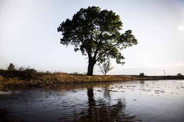 tree in the middle of a field