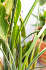 new leaves grow at bird of paradise