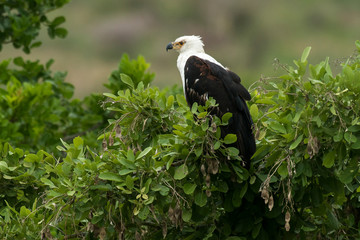 Pygargue vocifère,.Haliaeetus vocifer , African Fish Eagle, Parc national Kruger, Afrique du Sud