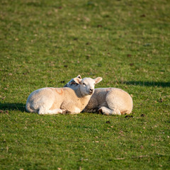 Naklejka na ściany i meble Young Spring lambs in early morning sunshine in English countryside