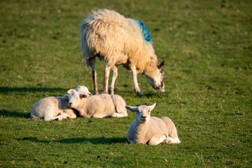 Young Spring lambs in early morning sunshine in English countryside
