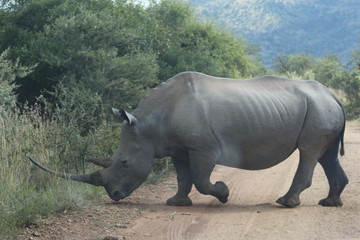 Fototapeta premium Pilannesberg pictures